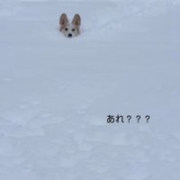 雪に埋もれるポムちゃん4
