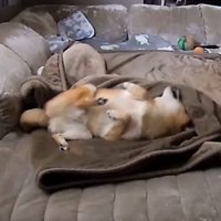 毛布に包まるころ君4