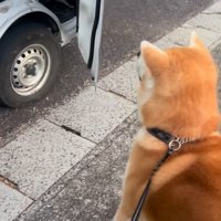 誘われる秋田犬