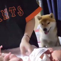 あかちゃんの世話をする女性を見つめる犬