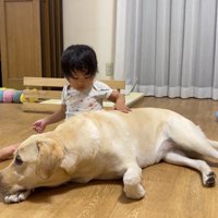 お疲れ気味で眠そうなゴンちゃん