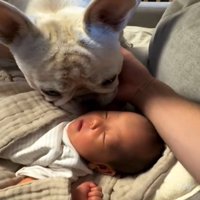 赤ちゃんの匂いを嗅ぐ犬2