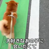 ハチくんに駆け寄るのんちゃん
