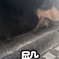 「何も聞こえません」