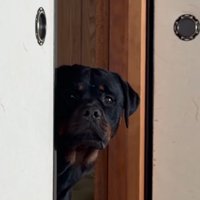 和室の中を確認する大型犬