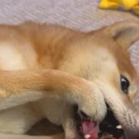 執拗に