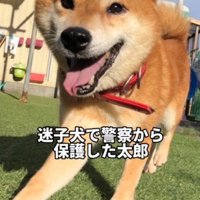笑顔で芝生を歩く犬