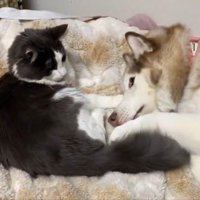 シャンテちゃん＆バロンちゃん6