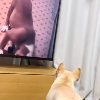 テレビに近づいていく犬