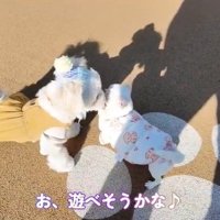ご挨拶するルミちゃん