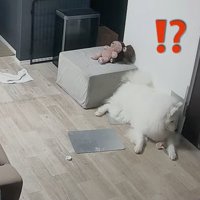 反応するセブンちゃん