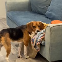 ソファーに頭だけ乗せる中型犬