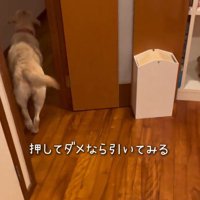部屋から出て行く犬