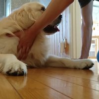 体を押してみてもダメ