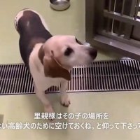 リードを持っている人を見上げる犬