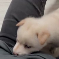 ハクトちゃんもついてきた