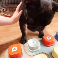 妹犬の背中に手を置いて落ち着かせる飼い主