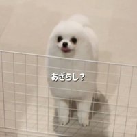 嬉しくてアザラシ化♡