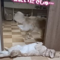 小豆ちゃん、後ろにある水飲み場へ