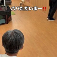 ドアから勢いよく出る犬