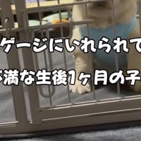 寝る時間なのでケージへ…