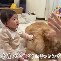 バイバイにチャレンジ！！