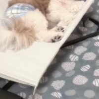 バウンサーをあげたら