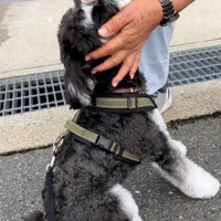 撫でられるテオくん