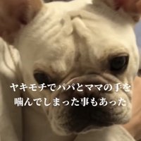 抱えられた犬