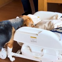 足元から嗅ぐベルちゃん