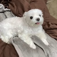 パパさんの帰りを待つナナくん5