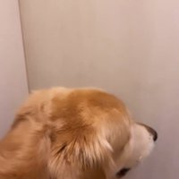 トイレに取り残されたゴールデンレトリバー