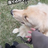 芝生の上に座る犬