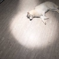 これって…まさか…？