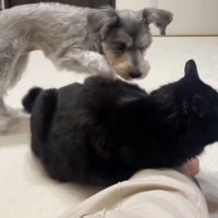 猫の背中を掘る犬