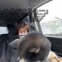 身を乗り出す犬