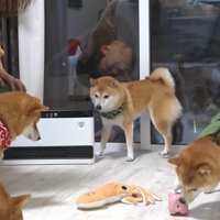 お兄ちゃん帰省時の豆柴4兄妹3