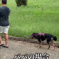 お父さんがリードを引くと…