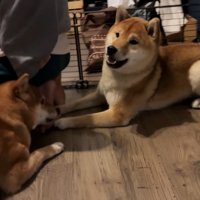 ナラちゃん＆ソラくんとママの再会9