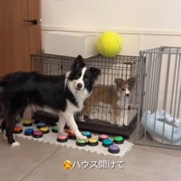 首を傾げるボーダーコリー