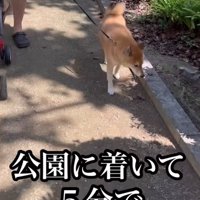 「もう疲れた」とトボトボ…