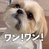 不安そうな犬