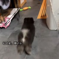 ボールを追いかけてダッシュ♪
