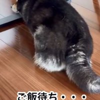 ご飯を待つももちゃん