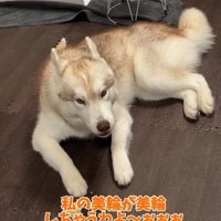 お喋りするハスキー