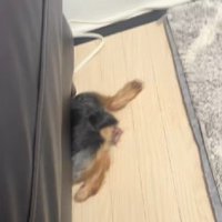 おもらししちゃったわんこ