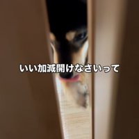 前足で引き戸をこじ開ける豆柴
