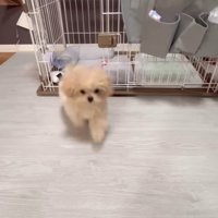 芸を披露するみるくちゃん⑩