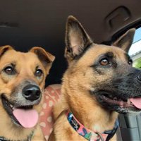 ドライブ中の2匹