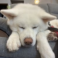 しょんぼり